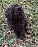 Tater, a male Poodle - Toy  for sale in Canon, GA – 2 of 7
