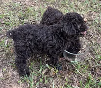 Kenny, a male Poodle - Toy  for sale in Canon, GA – 2 of 4