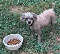 Pearl, a female Poodle - Toy  for sale in Canon, GA – 4 of 6