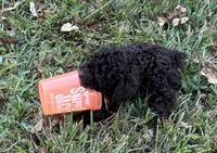 Tater, a male Poodle - Toy  for sale in Canon, GA – 4 of 7