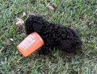 Tater, a male Poodle - Toy  for sale in Canon, GA – 5 of 7