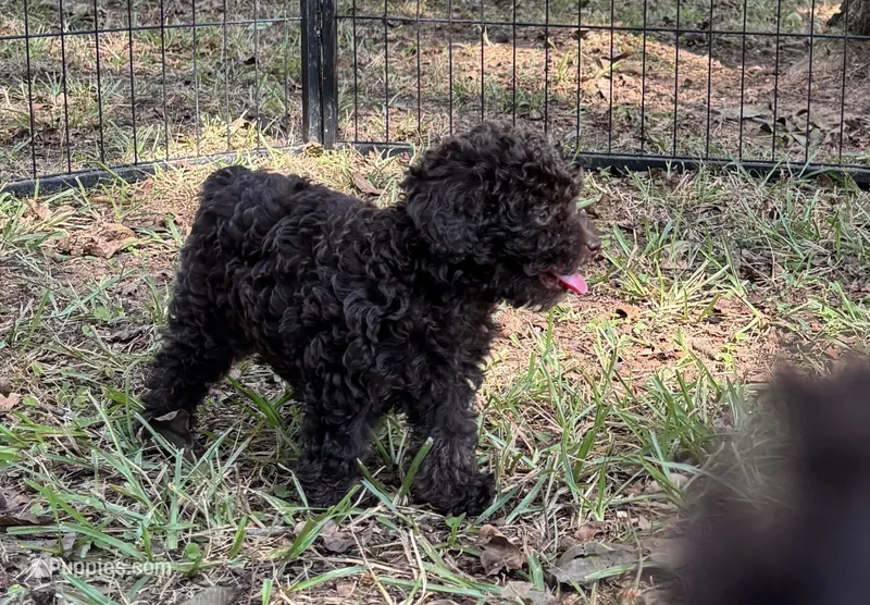 Kenny – Poodle - Toy  puppy for sale in Canon, GA