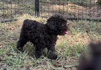 Kenny, a male Poodle - Toy  for sale in Canon, GA – 1 of 4