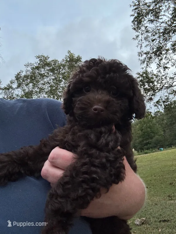 Tater – Poodle - Toy  puppy for sale in Canon, GA