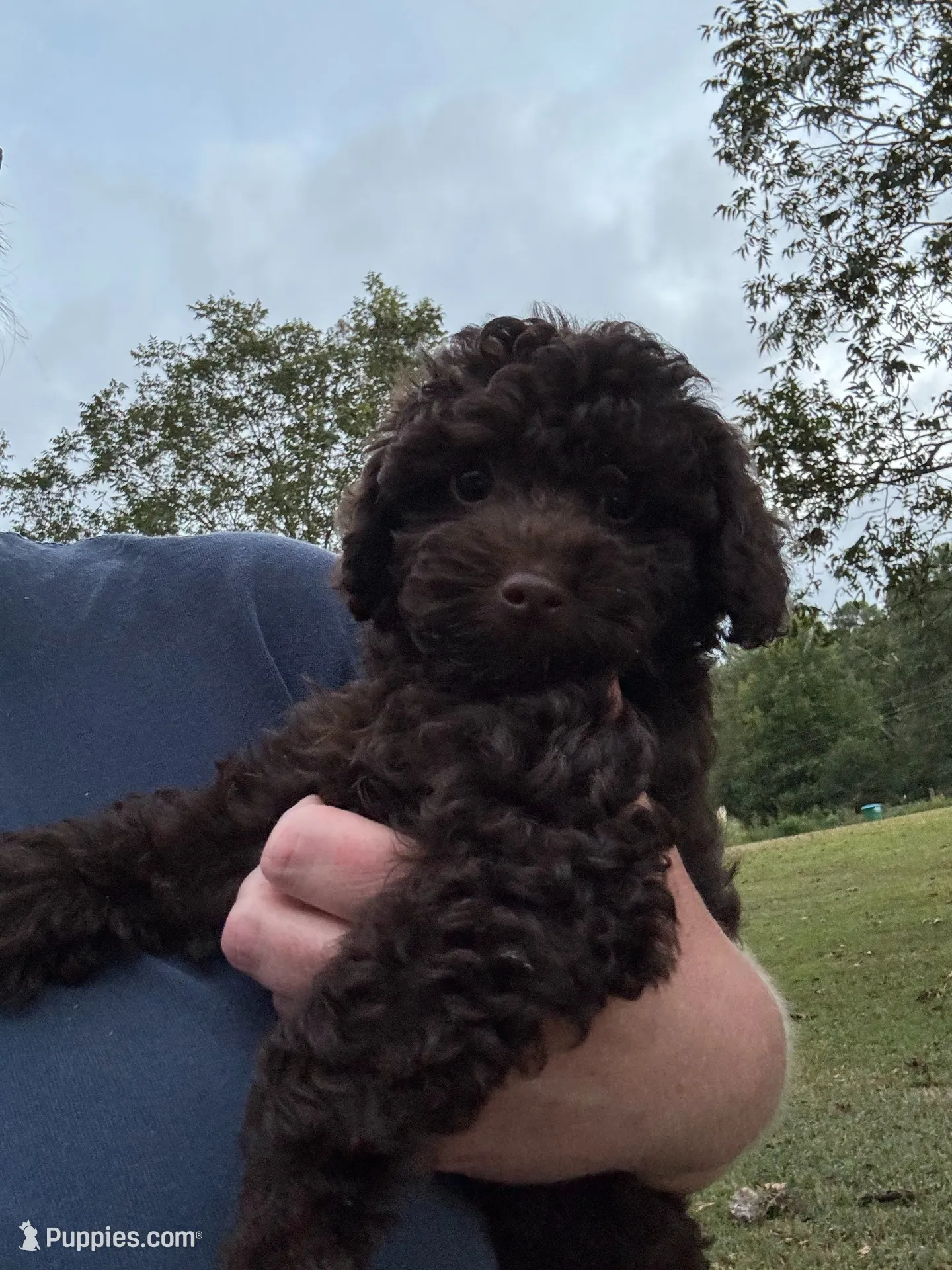 Tater, a male Poodle - Miniature  for sale in Canon, GA – 1 of 5
