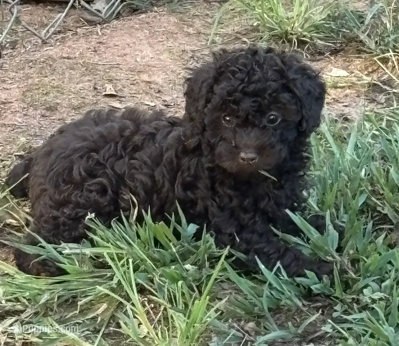 Tater – Poodle - Toy  puppy for sale in Canon, GA