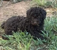 Tater, a male Poodle - Toy  for sale in Canon, GA – 1 of 7