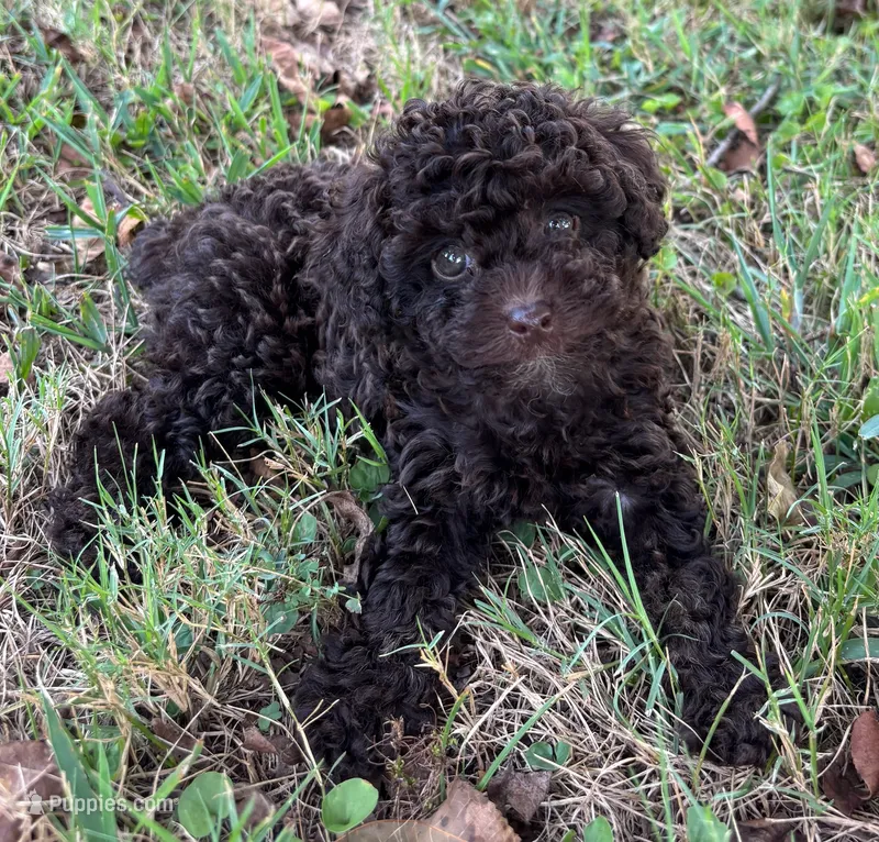 Pearl – Poodle - Toy  puppy for sale in Canon, GA
