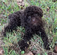 Pearl, a female Poodle - Toy  for sale in Canon, GA – 1 of 6