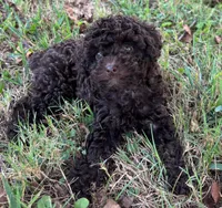 Pearl, a female Poodle - Toy  for sale in Canon, GA – 2 of 6