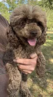 Kenny, a male Poodle - Toy  for sale in Canon, GA – 4 of 4