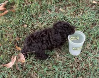Pearl, a female Poodle - Toy  for sale in Canon, GA – 6 of 6