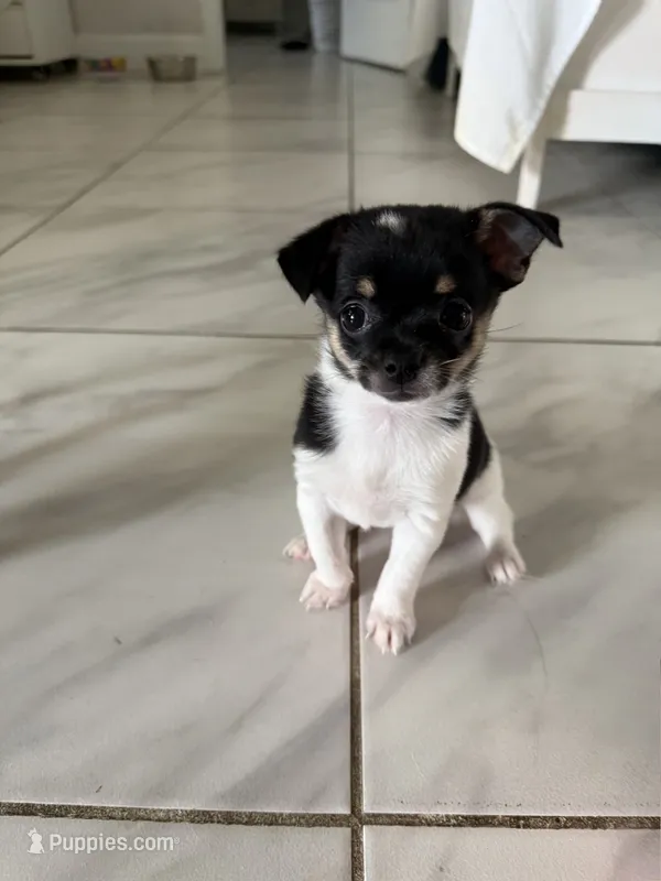 Cookie – Chihuahua, Shih Tzu puppy for sale in Fort Pierce, FL