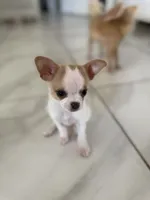 Missy, a female Chihuahua and Shih Tzu for sale in Fort Pierce, FL – 4 of 6