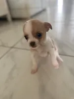 Betsy, a female Chihuahua and Shih Tzu for sale in Fort Pierce, FL – 2 of 6