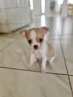 Betsy, a female Chihuahua and Shih Tzu for sale in Fort Pierce, FL – 3 of 6