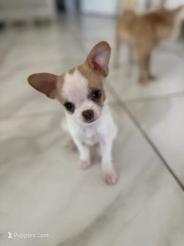 Missy – Chihuahua, Shih Tzu puppy for sale in Fort Pierce, FL