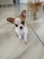 Missy, a female Chihuahua and Shih Tzu for sale in Fort Pierce, FL – 1 of 6