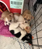 Betsy, a female Chihuahua and Shih Tzu for sale in Fort Pierce, FL – 6 of 6