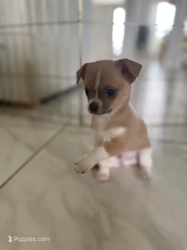Charlie – Chihuahua, Shih Tzu puppy for sale in Fort Pierce, FL