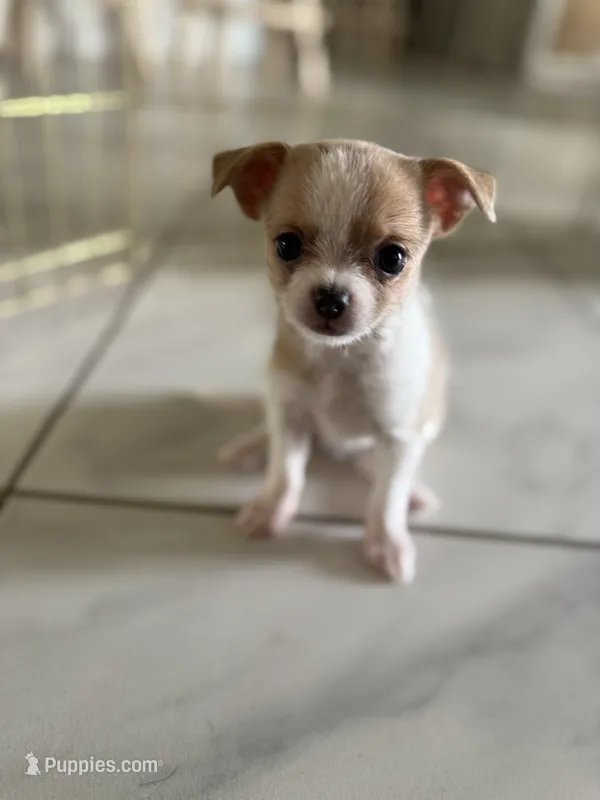 Betsy – Chihuahua, Shih Tzu puppy for sale in Fort Pierce, FL