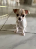 Betsy, a female Chihuahua and Shih Tzu for sale in Fort Pierce, FL – 1 of 6