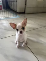 Missy, a female Chihuahua and Shih Tzu for sale in Fort Pierce, FL – 3 of 6