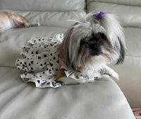 Missy, a female Chihuahua and Shih Tzu for sale in Fort Pierce, FL – 5 of 6