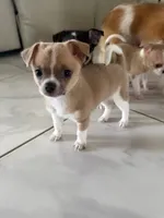 Charlie, a male Chihuahua and Shih Tzu for sale in Fort Pierce, FL – 3 of 5