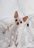 Charlie, a male Chihuahua and Shih Tzu for sale in Fort Pierce, FL – 4 of 5