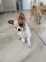 Missy, a female Chihuahua and Shih Tzu for sale in Fort Pierce, FL – 2 of 6