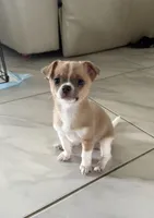 Charlie, a male Chihuahua and Shih Tzu for sale in Fort Pierce, FL – 2 of 5