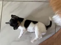 Cookie, a female Chihuahua and Shih Tzu for sale in Fort Pierce, FL – 2 of 4