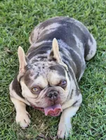 Ursula , a female French Bulldog for sale in Oneonta, NY – 3 of 4