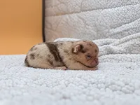 Rojo Merle May Have Pink, a female French Bulldog for sale in Oneonta, NY – 9 of 10