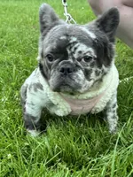 Stitch, a female French Bulldog for sale in Oneonta, NY – 7 of 8