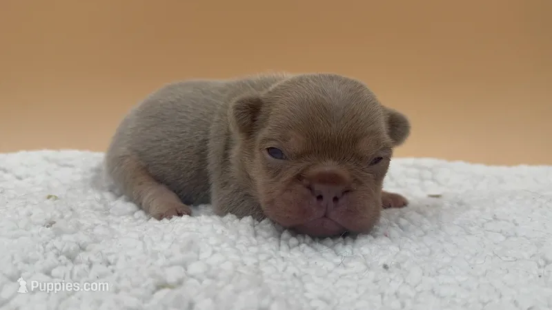 Newshade May have Pink – French Bulldog puppy for sale in Oneonta, NY