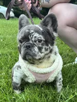 Stitch, a female French Bulldog for sale in Oneonta, NY – 2 of 8