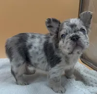 Lilac Merle With Pink, a male French Bulldog for sale in Oneonta, NY – 2 of 6