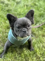 Lilo, a female French Bulldog for sale in Oneonta, NY – 5 of 5