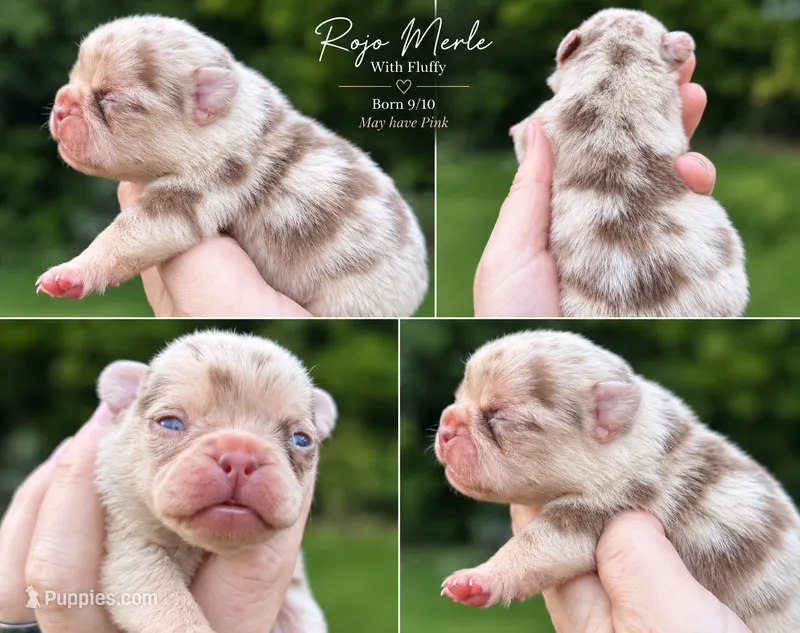 Rojo Merle May Have Pink – French Bulldog puppy for sale in Oneonta, NY