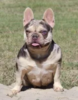 Ursula , a female French Bulldog for sale in Oneonta, NY – 2 of 4