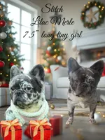 Stitch, a female French Bulldog for sale in Oneonta, NY – 8 of 8