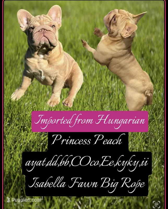 Peaches – French Bulldog puppy for sale in Oneonta, NY