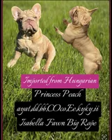 Peaches, a female French Bulldog for sale in Oneonta, NY – 1 of 3