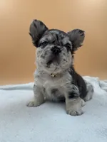 Coco Merle With Pink, a female French Bulldog for sale in Oneonta, NY – 3 of 4