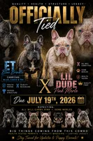 Merle With Pink, a male French Bulldog for sale in Oneonta, NY – 6 of 6