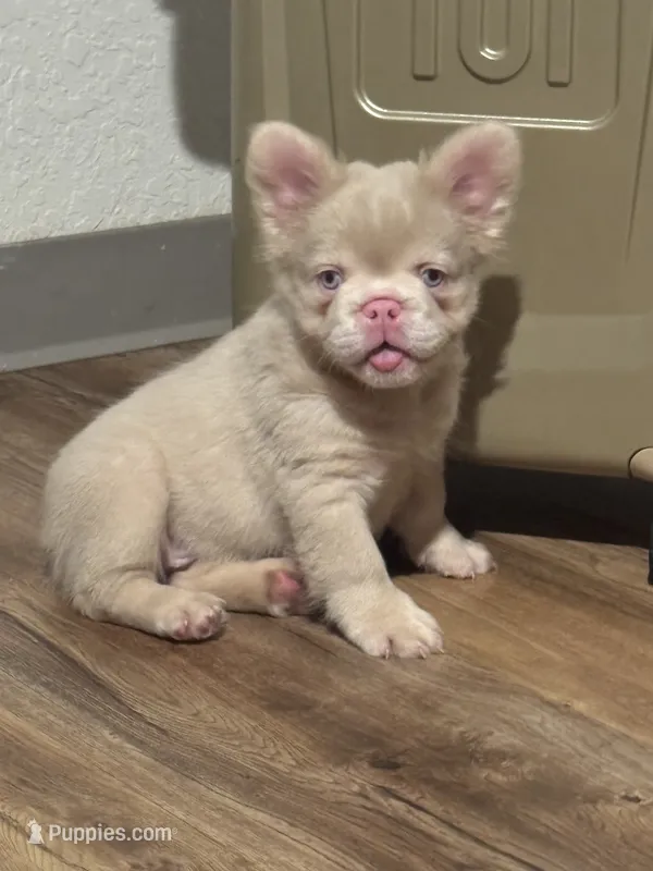 Pink Supreme Caramel Pink – French Bulldog puppy for sale in Oneonta, NY