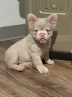 Pink Supreme Caramel Pink, a male French Bulldog for sale in Oneonta, NY – 1 of 5