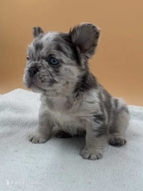 Lilac Merle With Pink – French Bulldog puppy for sale in Oneonta, NY